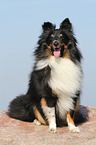 sitting Shetland Sheepdog