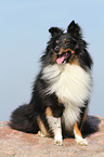 sitting Shetland Sheepdog