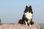 sitting Shetland Sheepdog