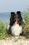 lying Shetland Sheepdog