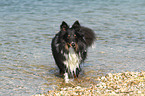 bathing Shetland Sheepdog