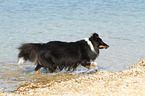 running Shetland Sheepdog