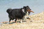 playing Shetland Sheepdog