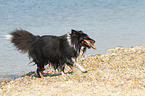 playing Shetland Sheepdog