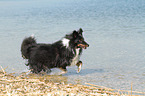 running Shetland Sheepdog