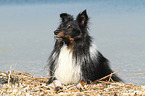 lying Shetland Sheepdog