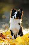 sitting Shetland Sheepdog