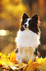 sitting Shetland Sheepdog