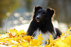 lying Shetland Sheepdog