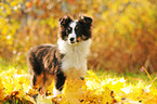 standing Shetland Sheepdog