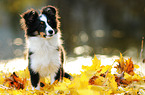 standing Shetland Sheepdog