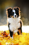 standing Shetland Sheepdog