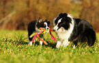 2 Shetland Sheepdogs