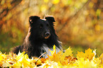 lying Shetland Sheepdog