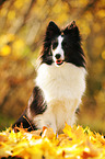 sitting Shetland Sheepdog