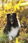 sitting Shetland Sheepdog