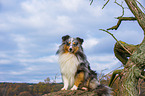 sitting Shetland Sheepdog