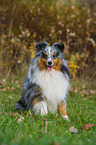 sitting Shetland Sheepdog