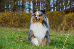 sitting Shetland Sheepdog