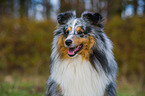 Shetland Sheepdog Portrait