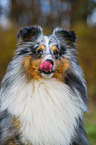 Shetland Sheepdog Portrait