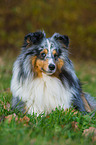 lying Shetland Sheepdog