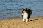 walking Shetland Sheepdog