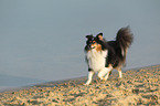 walking Shetland Sheepdog