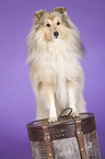 standing Shetland Sheepdog