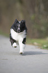 running Shetland Sheepdog