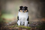 young Shetland Sheepdog