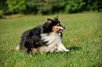 playing Shetland Sheepdog