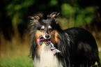 Shetland Sheepdog with toy