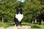 standing Sheltie