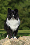 standing Sheltie