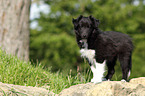 Sheltie Puppy