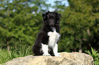 Sheltie Puppy