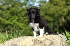 Sheltie Puppy