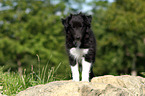 Sheltie Puppy