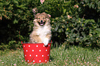 Sheltie Puppy