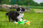 Shetland Sheepdog Puppy