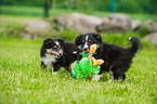 Shetland Sheepdog Puppies