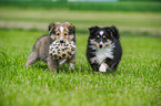 Shetland Sheepdog Puppies