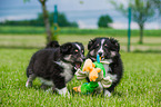 Shetland Sheepdog Puppies