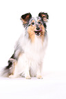 sitting Shetland Sheepdog