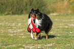 playing Shetland Sheepdog