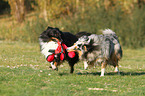 2 playing Shetland Sheepdog