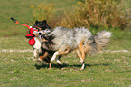 2 playing Shetland Sheepdog