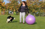 playing Shetland Sheepdog