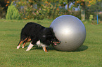 playing Shetland Sheepdog